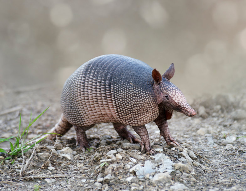 armadillo removal Fort Worth